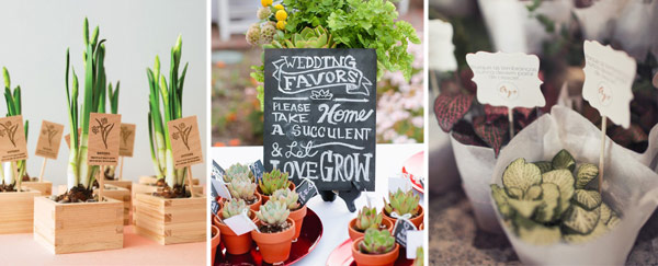 Wedding-Favours-Plants
